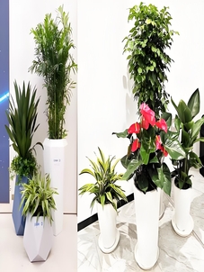 领略宁波慈溪植物租摆，装点生活好选择